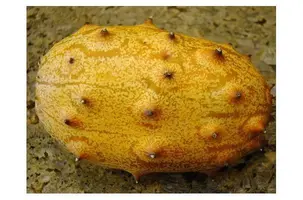 vegansk