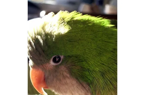 Syltet eller eddiklagt ingefær