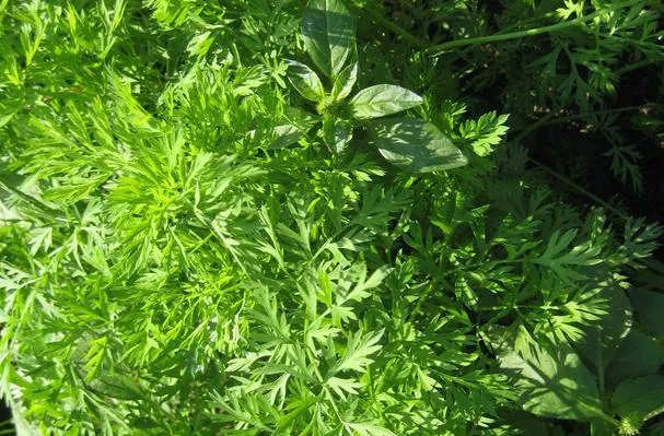 Caesarsalat i pose
